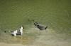 Ava and Gertie in the water